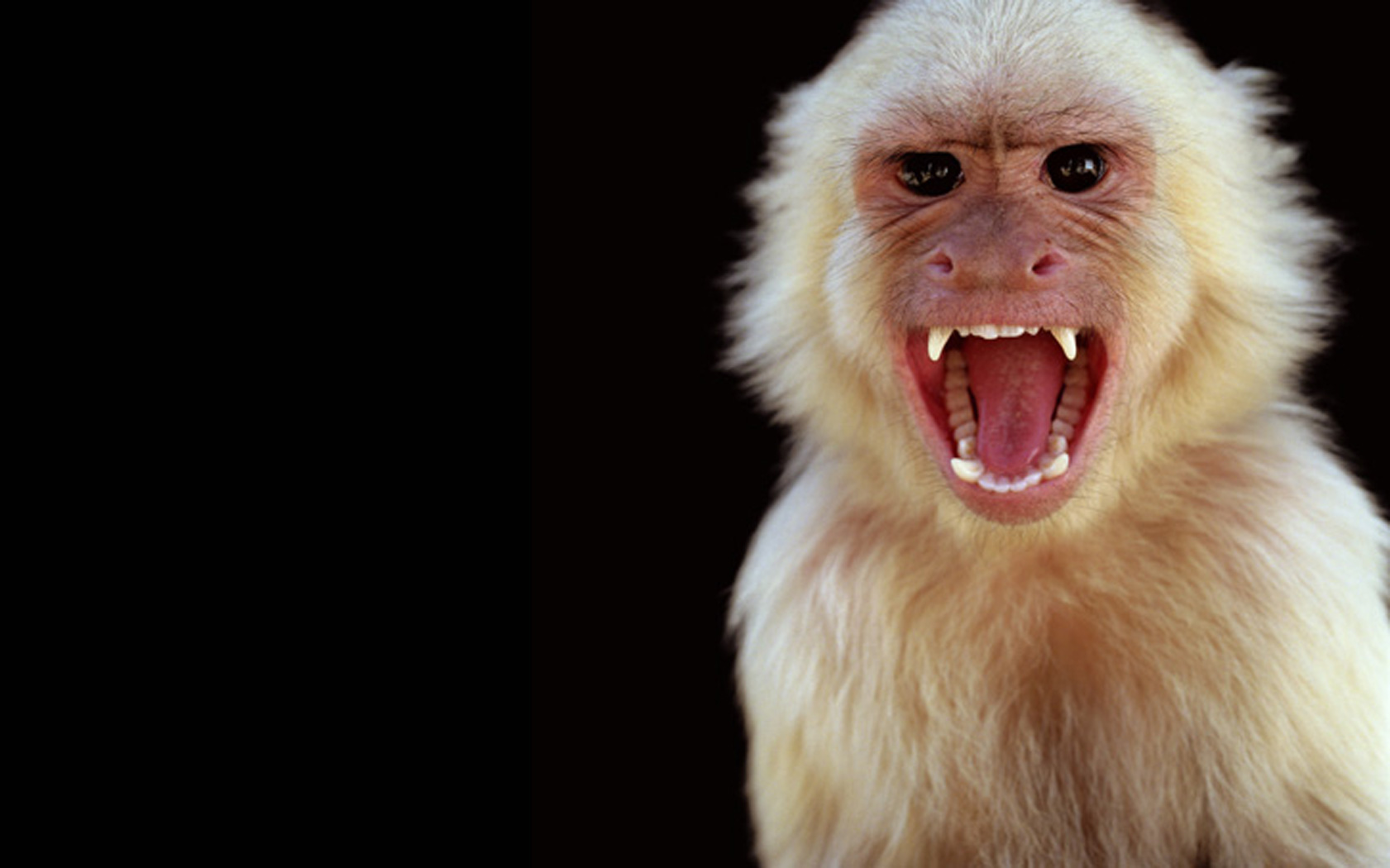 Rupee Capuchin Monkey photo shoot