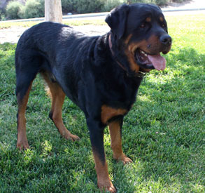 Profile of Bruno the Rottweiler