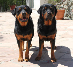 Bruno & Dutch - Rottweiler Team