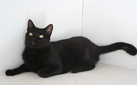 Essex - Black Cat