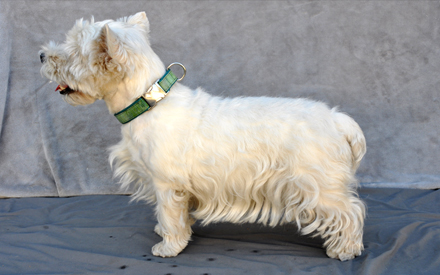 Jack West Highland Terrier