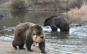 Bam Bam & Pebbles - Working Grizzly Bears