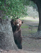 Grizzly Bear on location
