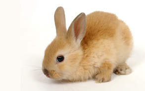 Rabbit / Bunny