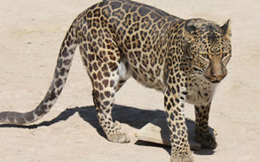 Sheena Spotted Leopard