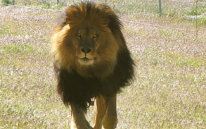 Felix - African Lion running