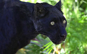 Black Leopard / Panther