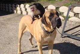 Capuchin Monkey sitting on Dog
