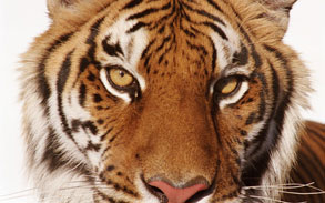 Bengal Tigers on set
