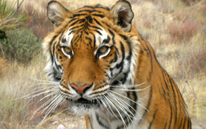 Katie - Bengal Tiger