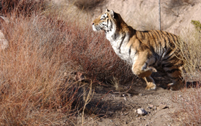 Kizmet - Bengal Tiger