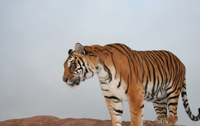 Shickha - Bengal Tiger