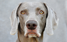 M and Holly - Weimaraners
