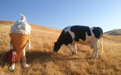 Ice Cream Commercial with Cow