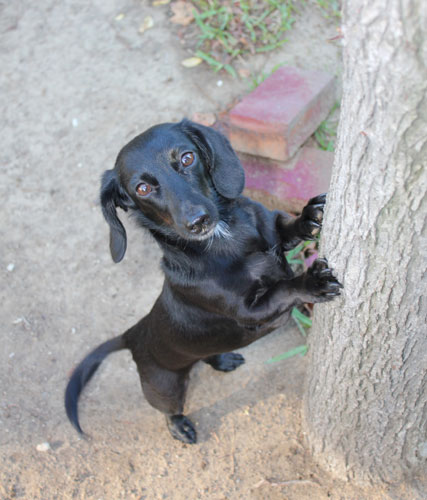 Hollywood Animals Dog Actor Tupelo - Dachshund