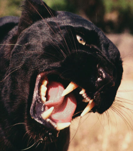 Hollywood Animals Trained Panthers for Film, TV & Events