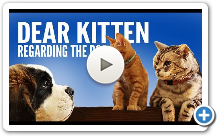 Dear Kitten: Regarding The Dog